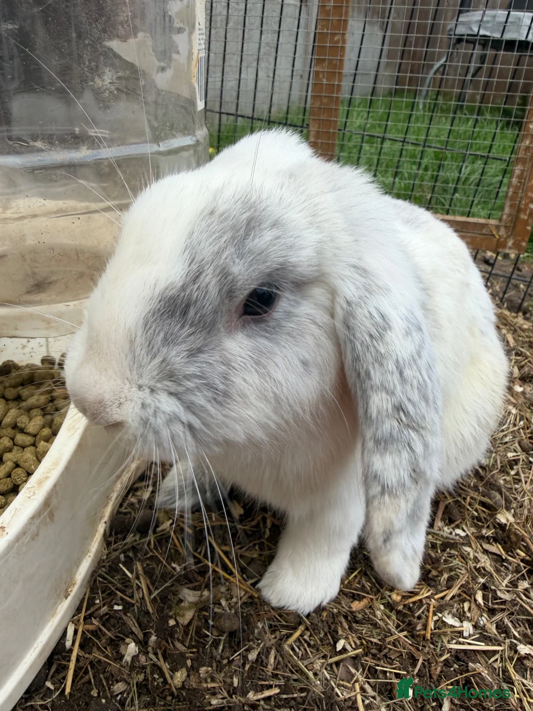 Mini Lop rabbits for sale: 2 Male Mini Lops  - Advert 1