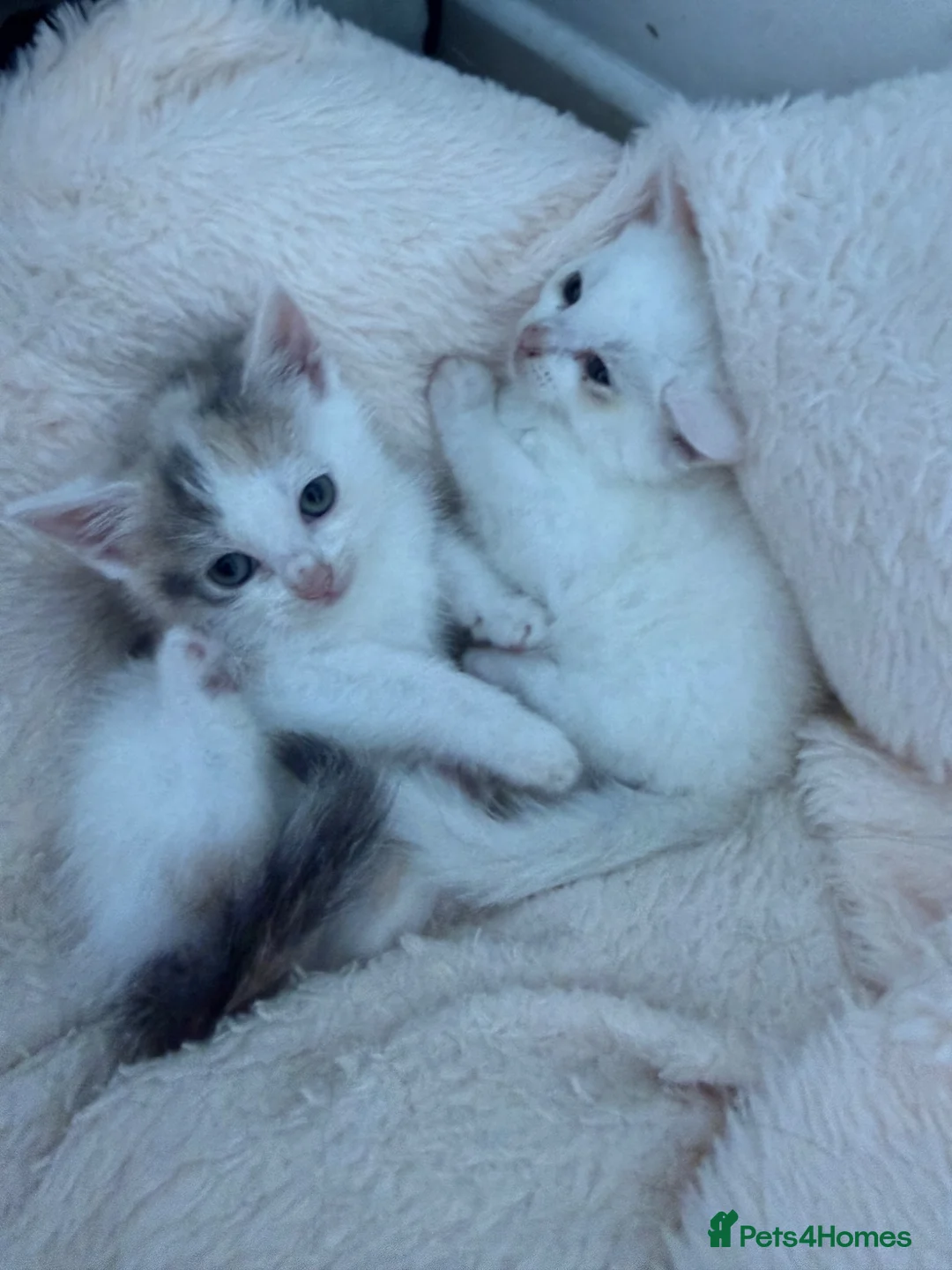 Domestic Shorthair cats for sale: Two Kittens Ready Now ❤️ in Pontypridd - Advert 6