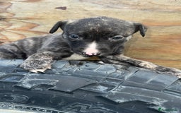 Mixed Breed dogs for sale: Beautiful litter of puppies  - Image 6