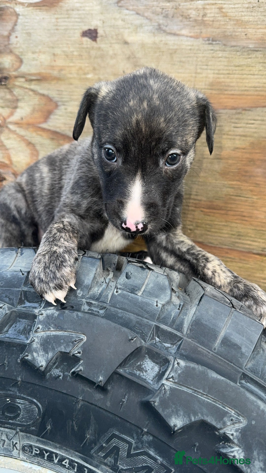 Mixed Breed dogs for sale: Beautiful litter of puppies  - Image 6