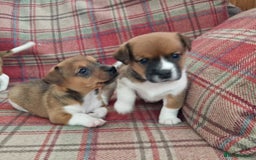 Jack Russell dogs for sale: Traditional Jack Russell Pups DNA Health Tested  - Image 15