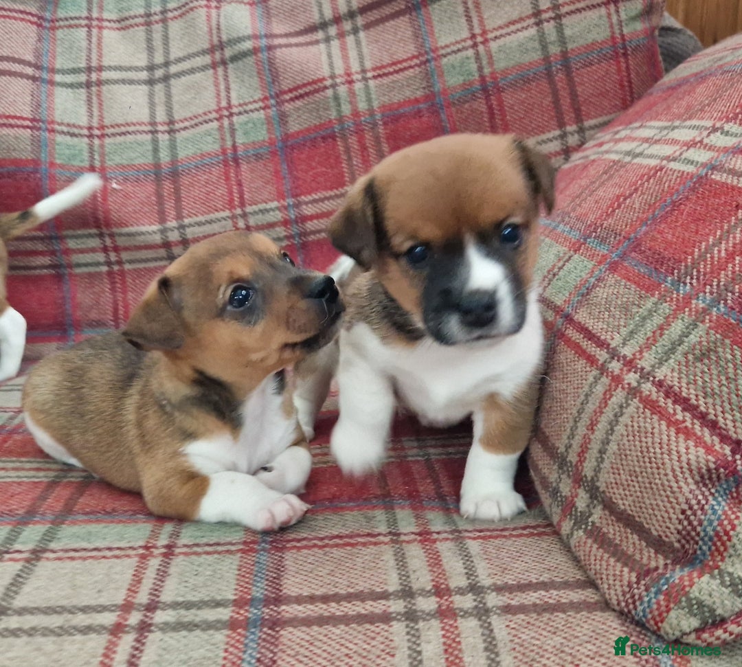 Jack Russell dogs for sale: Traditional Jack Russell Pups DNA Health Tested  - Image 15
