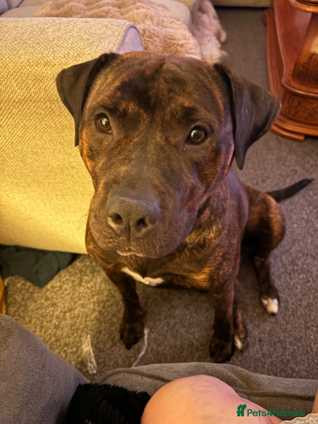 Mixed Breed dogs for sale: Rehoming 1 year 7 months  in Buckley - Advert 8