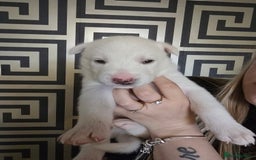 Siberian Husky dogs for sale: Siberian Husky Puppies - Image 6