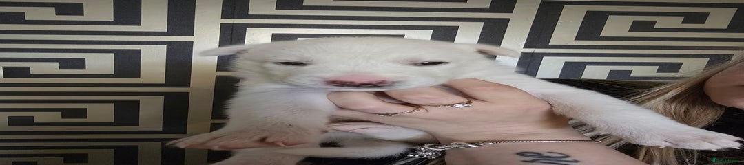 Siberian Husky Puppy 2