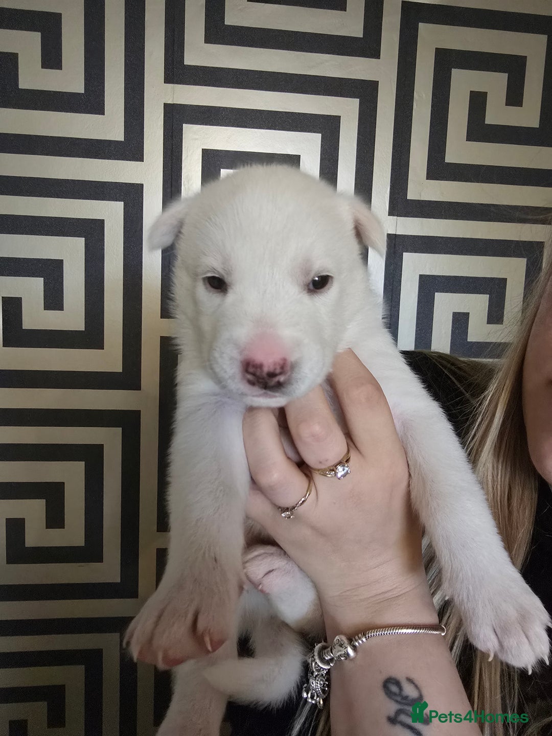 Siberian Husky dogs for sale: Siberian Husky Puppies - Image 6