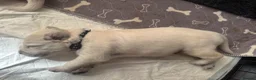 Golden Retriever dogs for sale: Beautiful Golden Retriever puppies - Advert 5