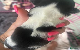 Shih Tzu dogs for sale: 5 Beautiful shihtzu  puppies for sale 2xM 3xF - Image 11