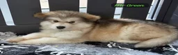 Alaskan Malamute dogs for sale: READY NOW Champion line KC Alaskan Malamute Pups  - Advert 9