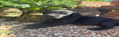 Black Labrador Retriever 1