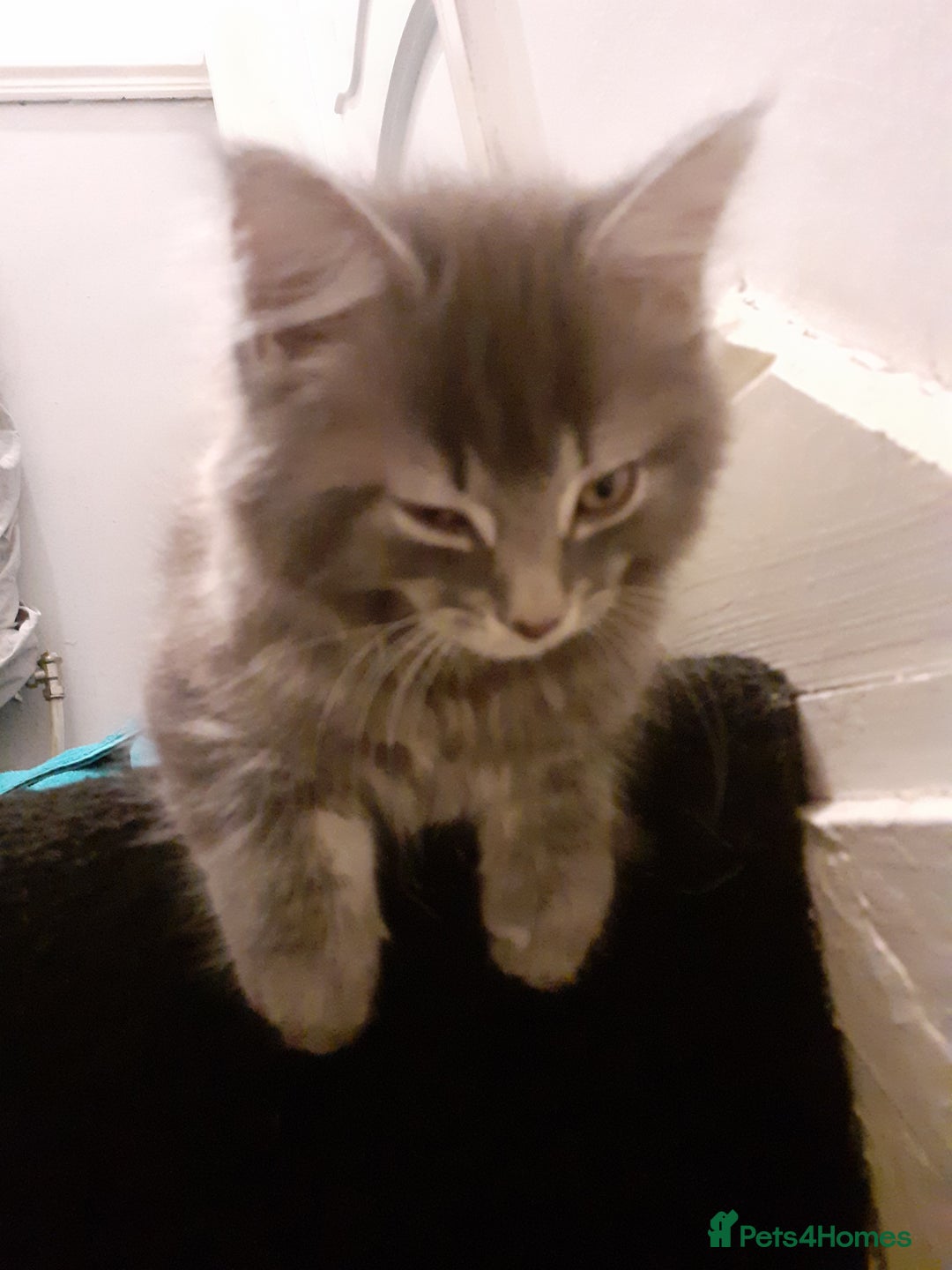 Mixed Breed cats for sale: 1 beautiful tabby boy and 1 grey short-haired boy - Advert 8