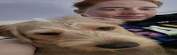 Mixed Breed dogs for sale: Crowley – Loving Lab×GWP Seeking Experienced Home in Bradford - Advert 22