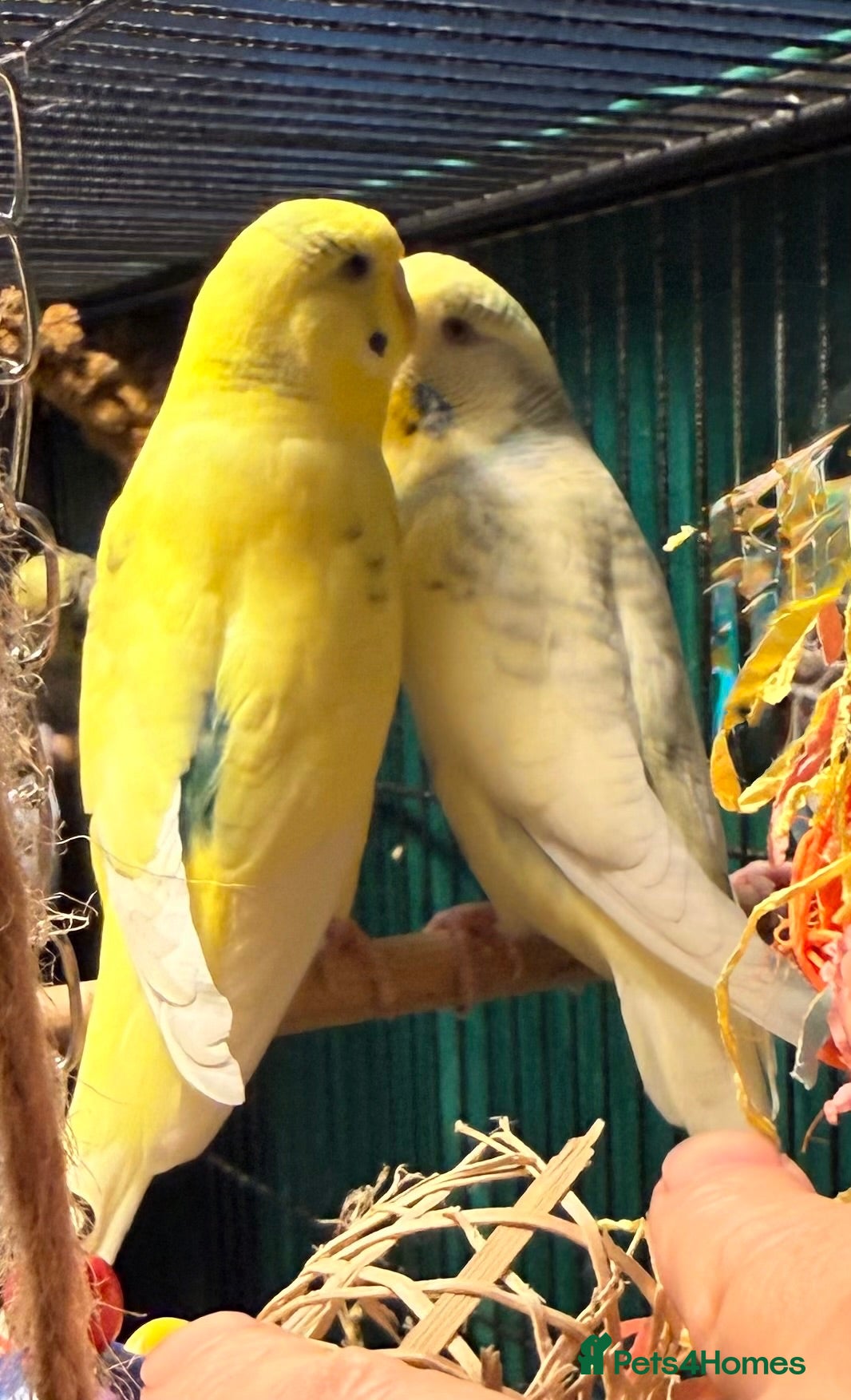 Budgerigars birds Pair of Beautiful bonded young  budgies available  - Advert 1