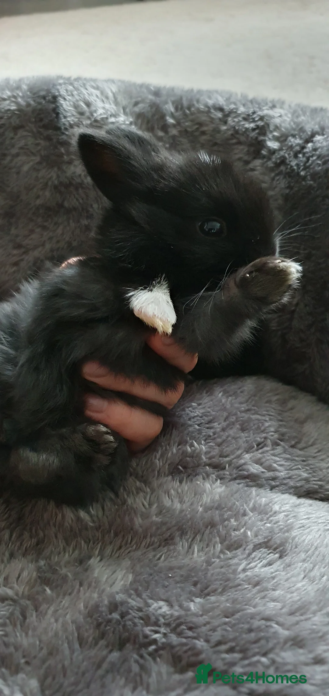 Mixed Breed rabbits for sale: Northandwaf  - Advert 8