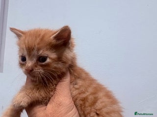 British Shorthair cats - Advert 8