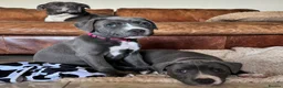 Staffordshire Bull Terrier dogs for sale: KC Staffordshire Bull Terrier Puppies in Ruislip - Advert 8