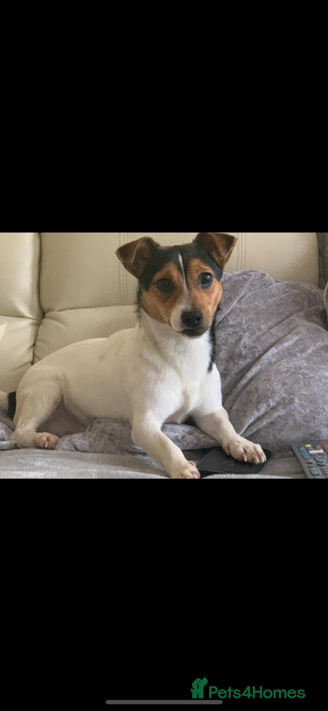 Jack Russell dogs for stud: Proven Jack Russell stud 2x ties  - Advert 2