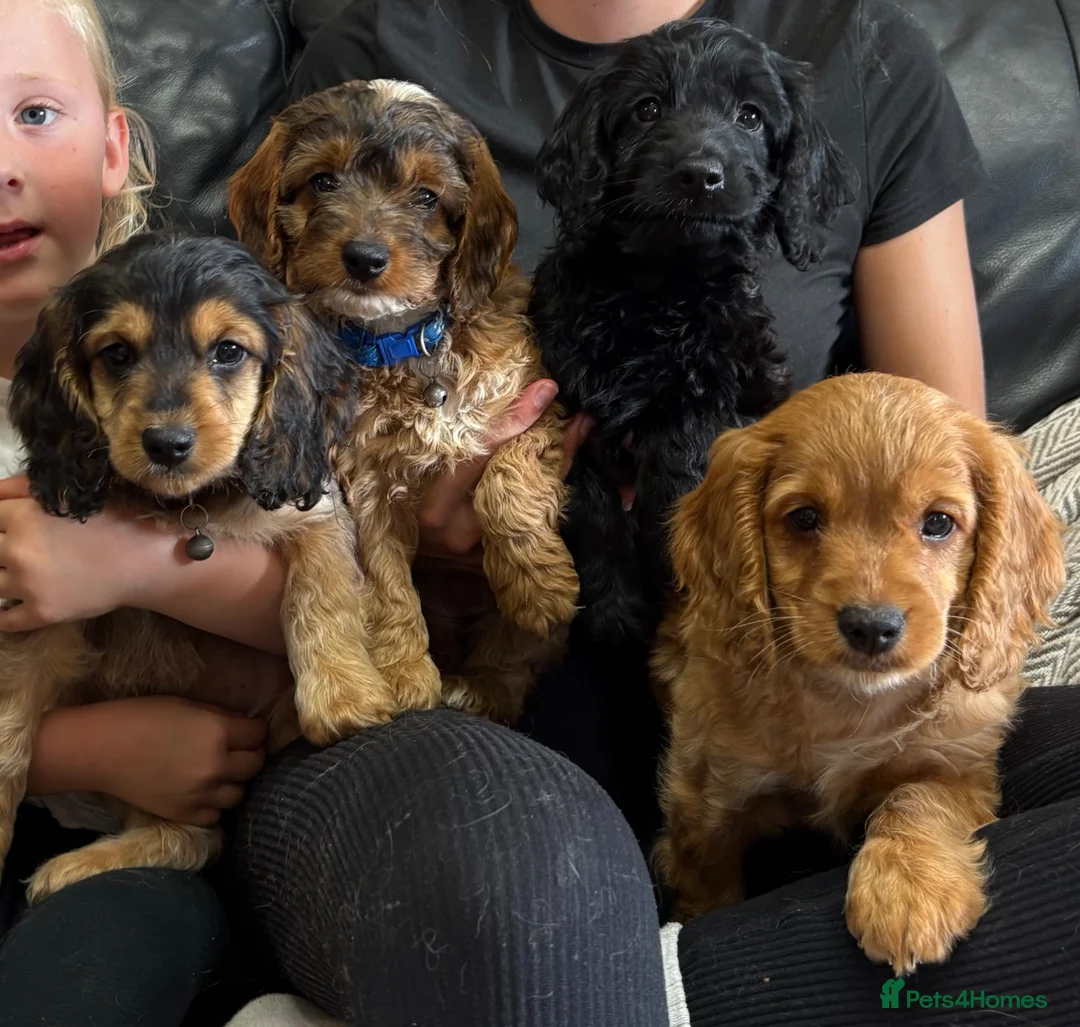 Cockapoo dogs for sale: Outstanding F1 Cockapoos🩵 🩷 Fully H/T Parents!🧬 - Advert 1