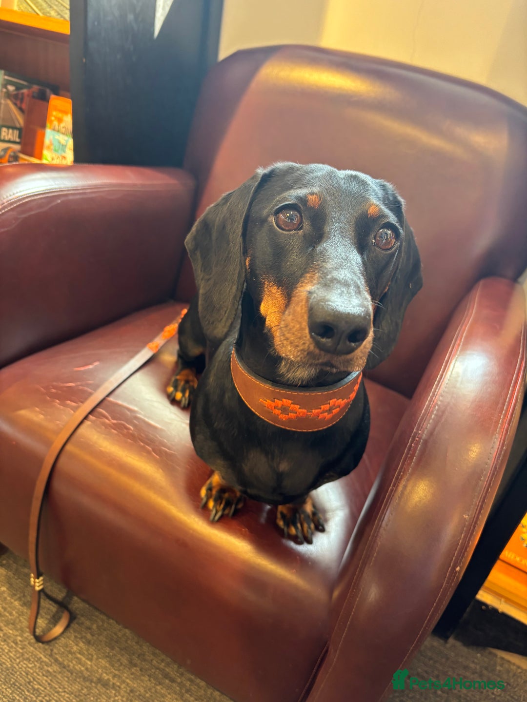 Dachshund dogs for sale: Four beautiful wire haired boys - Advert 9