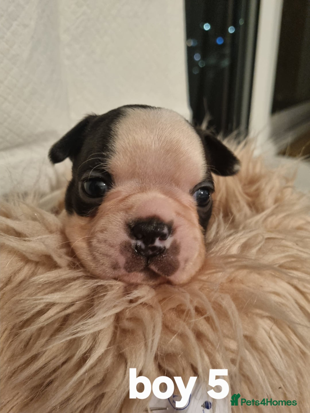 Boston Terrier dogs for sale: Boston Terrier Puppies  - Advert 24