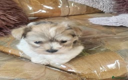 Zuchon dogs for sale: Billion frise x shizu pups 2 boys - Image 4