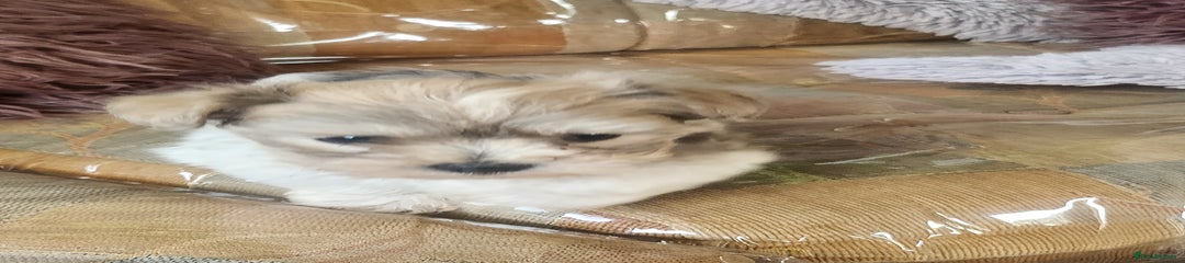 Zuchon Puppy 2