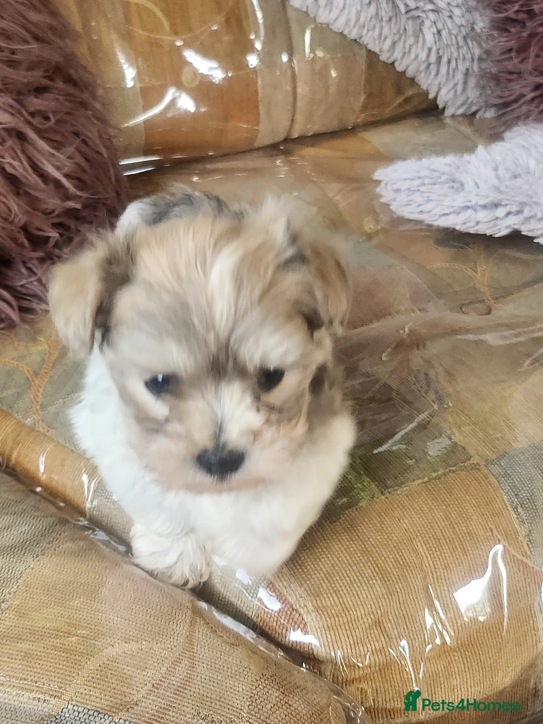 Zuchon dogs for sale: Billion frise x shizu pups 2 boys - Image 4