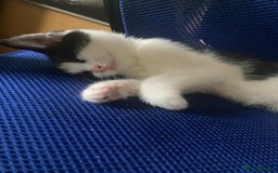 Mixed Breed cats for sale: 5 kittens  - Image 2