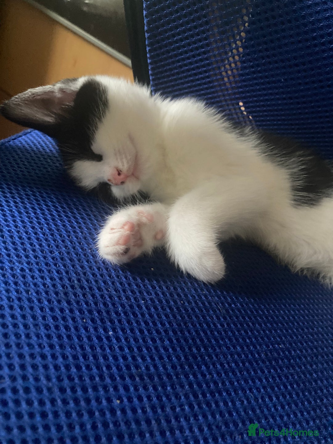 Mixed Breed cats for sale: 5 kittens  - Image 2