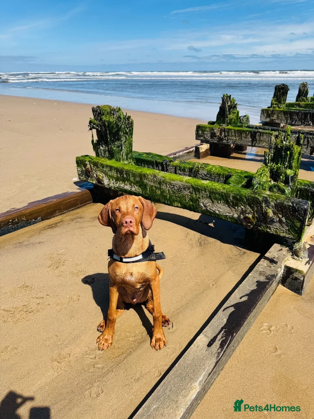 Hungarian Vizsla dogs for sale: 7 month Hungarian Vizsla  - Advert 6