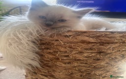 Ragdoll cats for sale: Beautiful Boy Dolls. 🐱 - Image 12