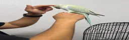 Ringnecks birds for sale: Indian Ringneck for sale in Bolton - Advert 7