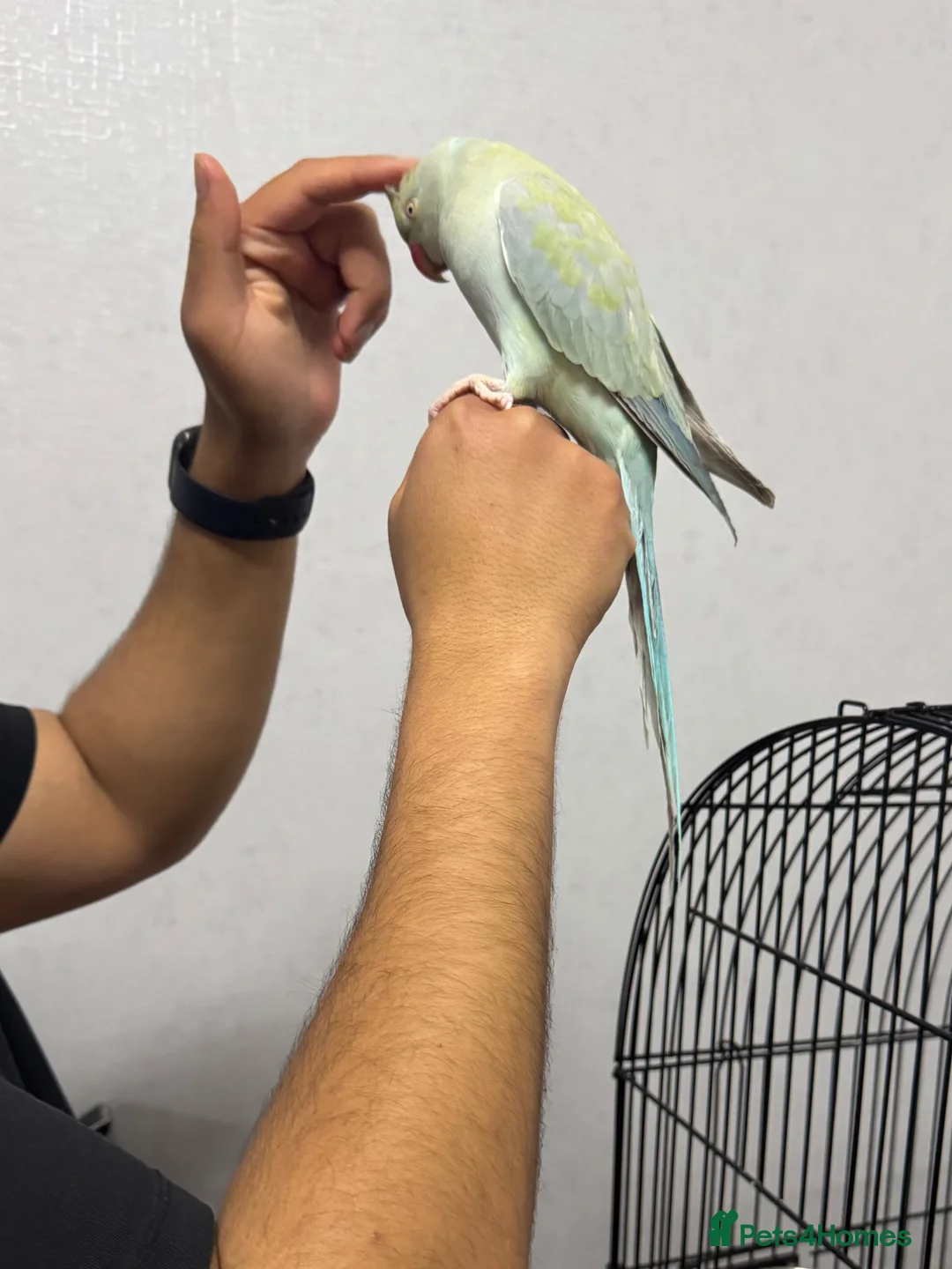 Ringnecks birds for sale: Indian Ringneck for sale in Bolton - Advert 7