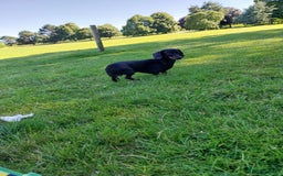 Dachshund dogs for stud: Dachshund as stud for first time! - Advert 3