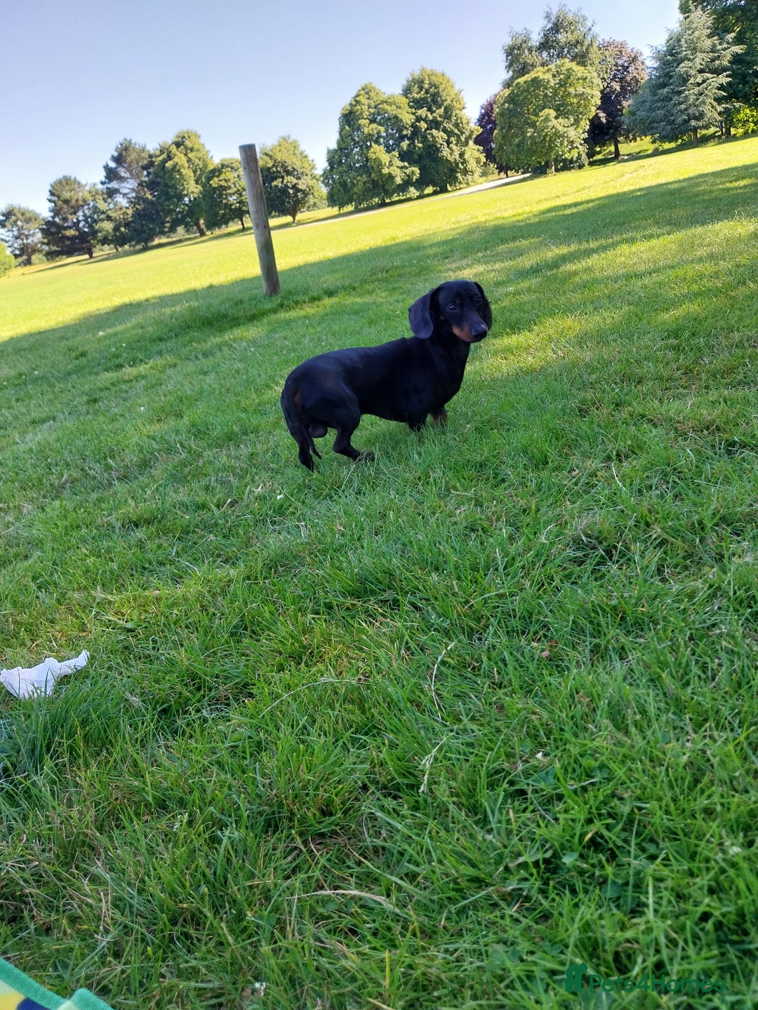 Dachshund dogs for stud: Dachshund as stud for first time! - Advert 3