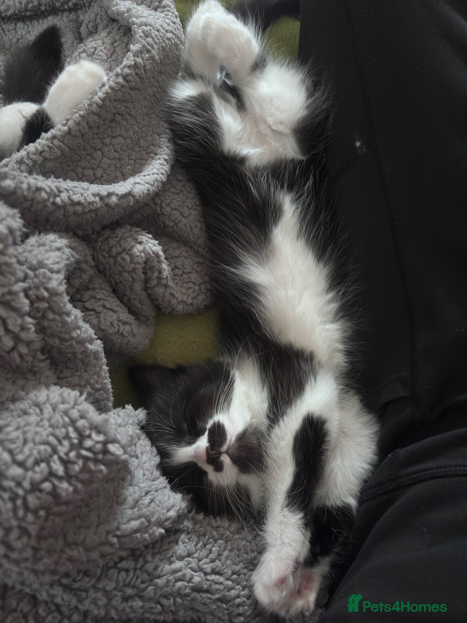 Mixed Breed cats for sale: Tuxedo kittens looking for their forever homes  - Advert 23
