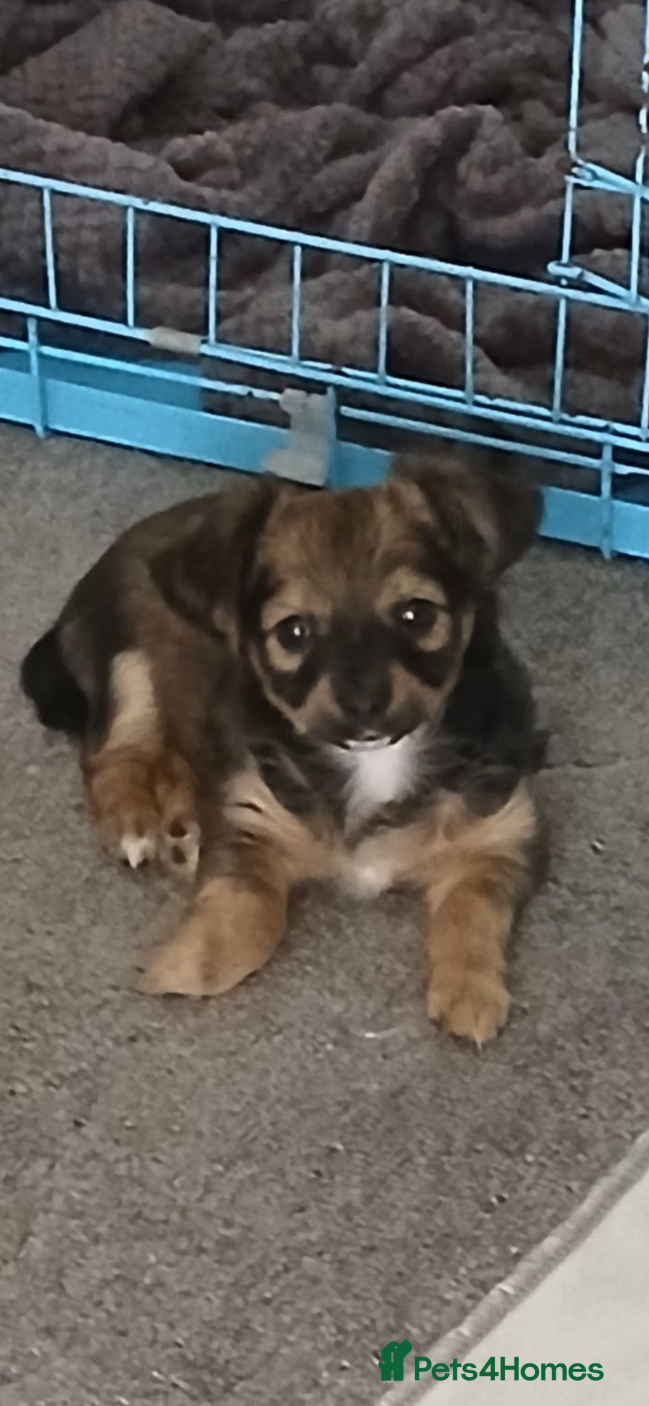 Chihuahua dogs 1 girl left adorable chihuahua pups  - Advert 19