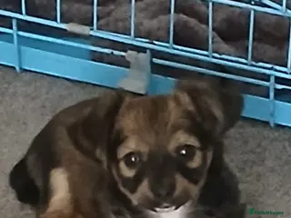 Chihuahua dogs 1 girl left adorable chihuahua pups - Advert 19