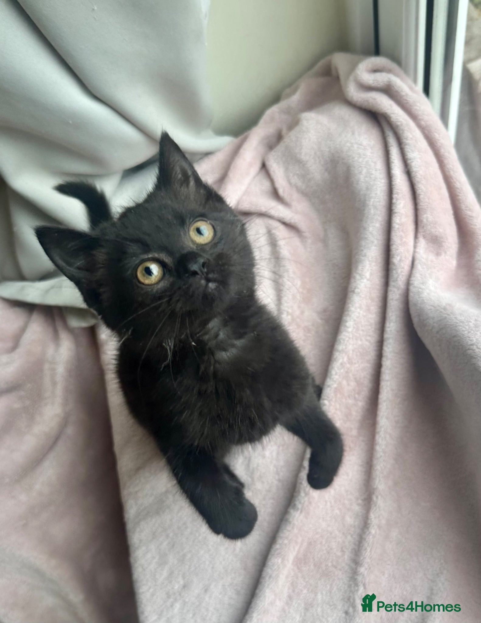 British Shorthair cats for sale: British shorthair cross female kitten - Advert 8