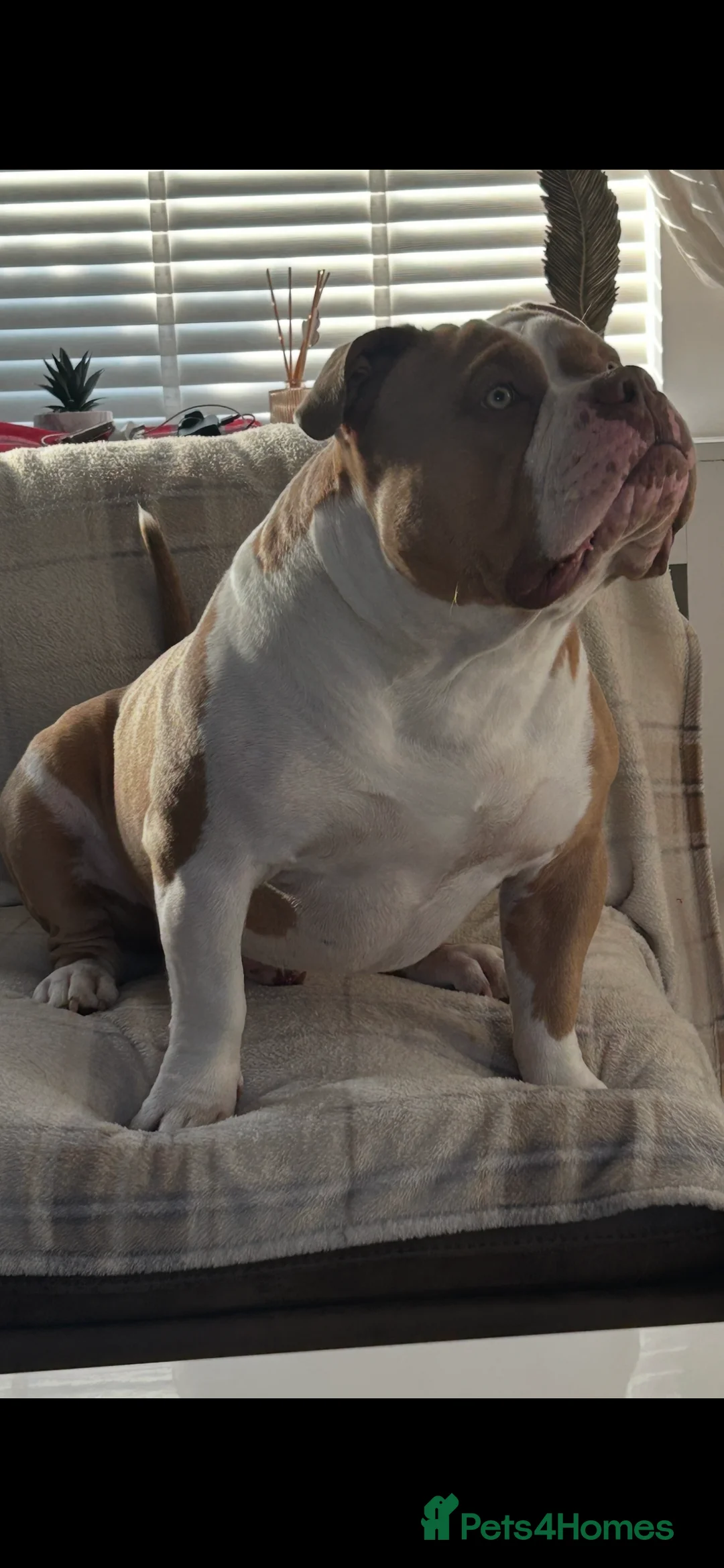 American Bully dogs for stud: American pocket bully  - Advert 11