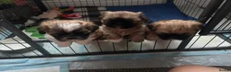 Shih Tzu dogs for stud: Our beautiful boy Arlo available for stud - Advert 5