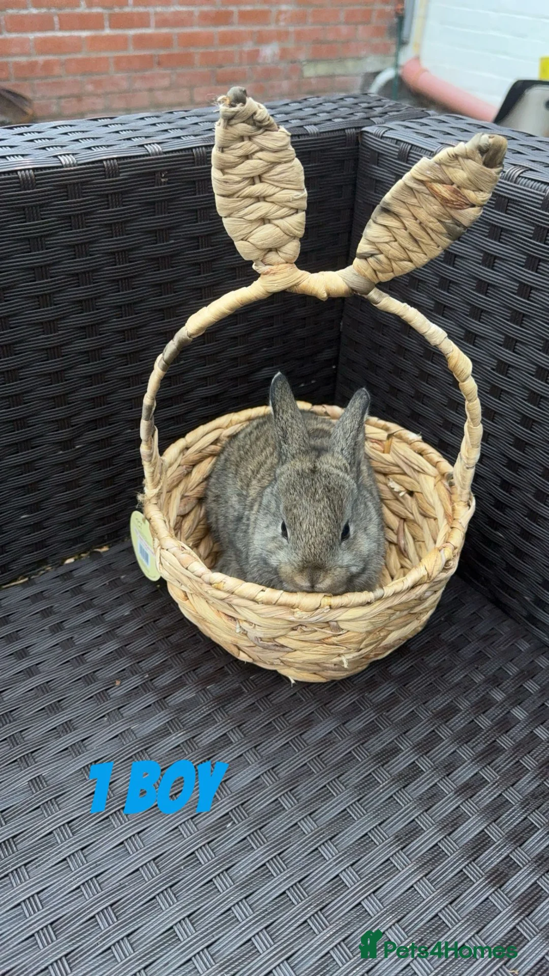 Mixed Breed rabbits for sale: 4 baby rabbits looking for their forever homes - Advert 2