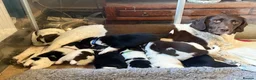 Sprollie dogs for sale: Springer x Collie in Lydney - Advert 15