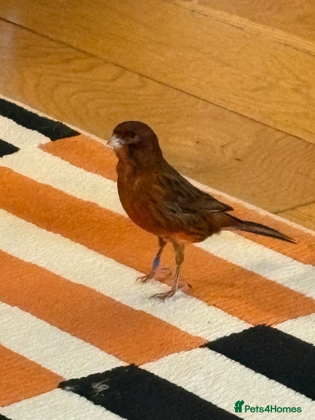 Canaries birds for sale: Beautiful male red and black canary  - Advert 1