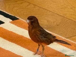 Canaries birds Beautiful male red/black canary - Advert 5