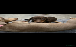 Miniature Dachshund dogs for sale: Ready to go-Gorgeous miniature Dachshund puppies   - Image 39
