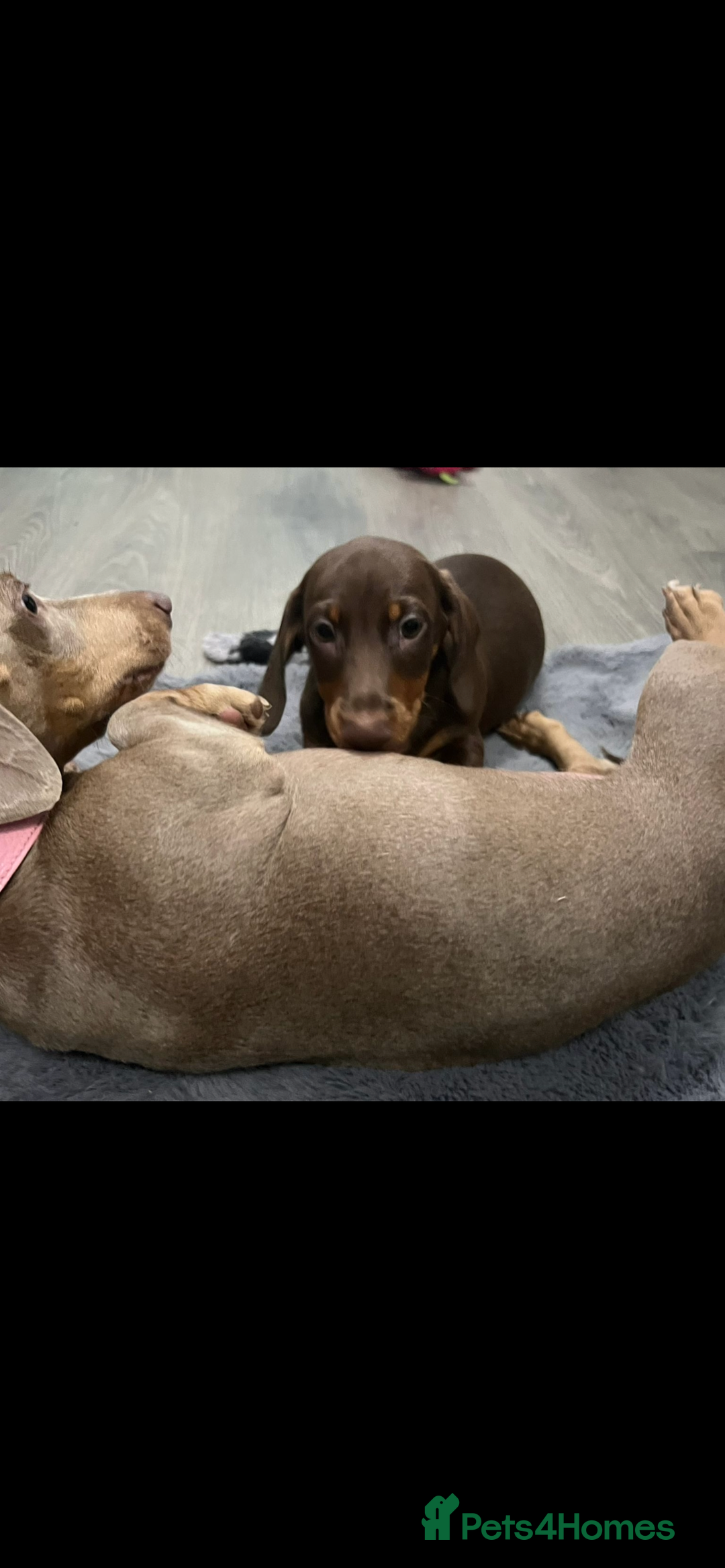 Miniature Dachshund dogs for sale: Ready to go-Gorgeous miniature Dachshund puppies   - Image 39
