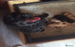 Cockapoo dogs for sale: gorgeous mixed litter of cockapoos  - Image 9