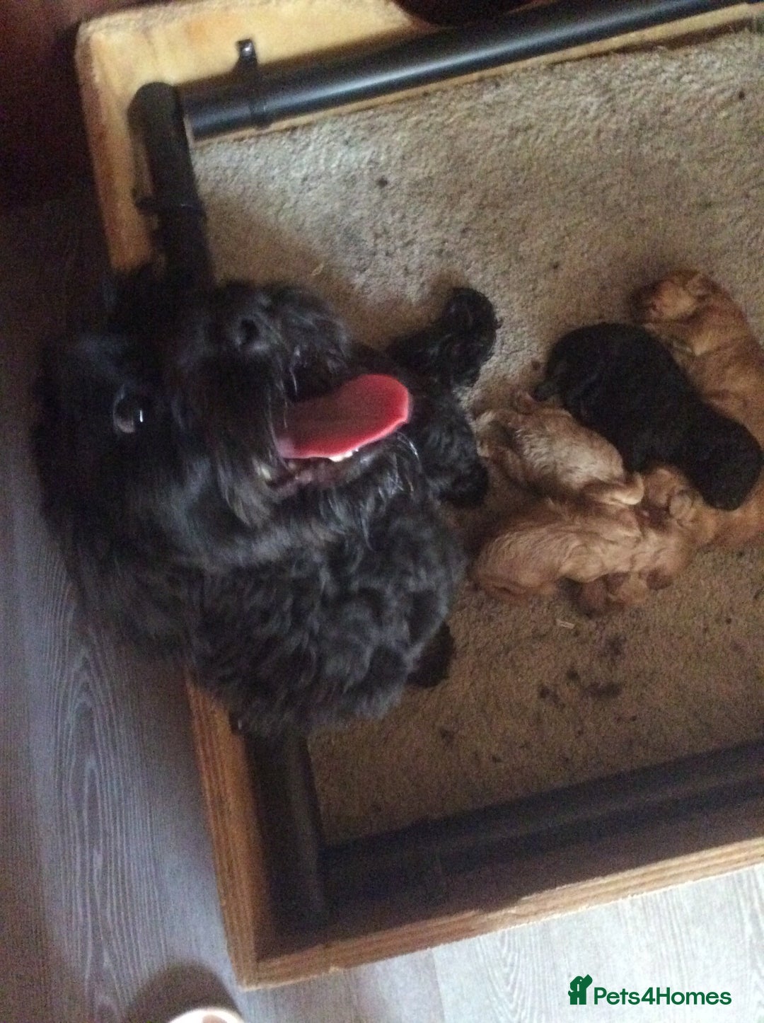 Cockapoo dogs for sale: gorgeous mixed litter of cockapoos  - Image 9