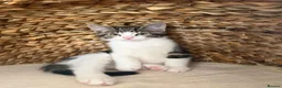 Mixed Breed cats for sale: 2 male kittens - Advert 10